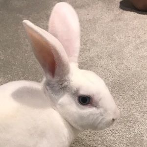 Meet your Posher, Evan